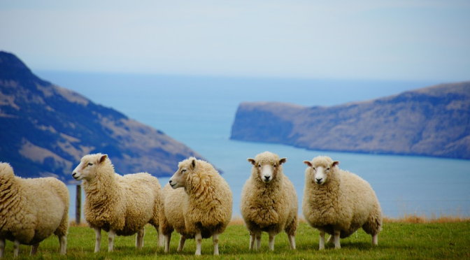 Sheep Need Protection